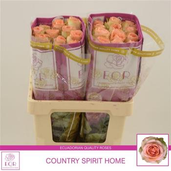 Rose - Ecuador R COUNTRY HOME - 1 Stiel